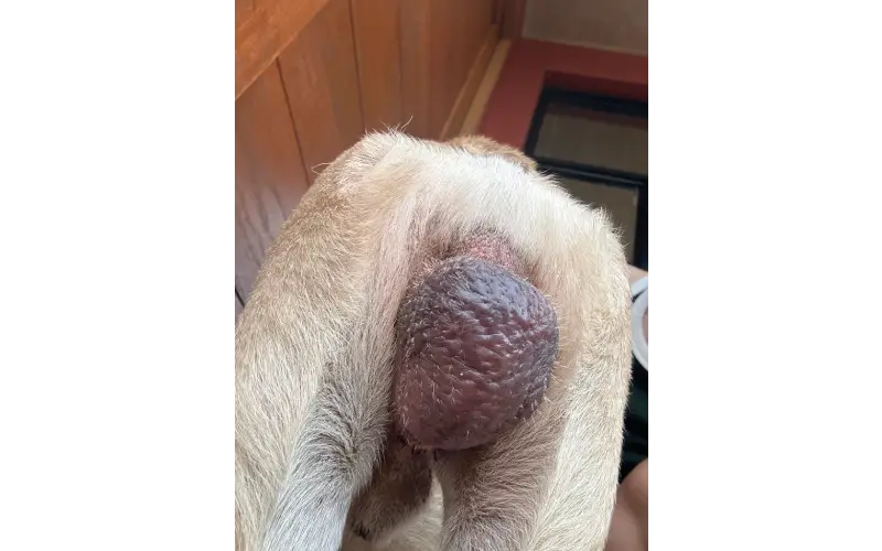 術後。睾丸がパンパンに腫れ上がってしまった。