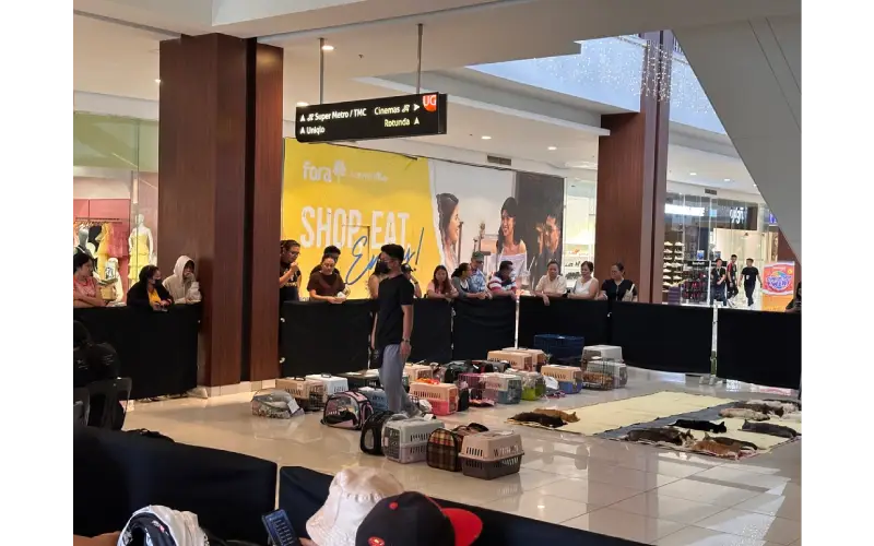 Fora Tagaytayでの合同去勢手術の様子