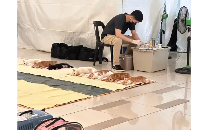 後ろに見えるテントが手術を行う場所。簡易手術室。