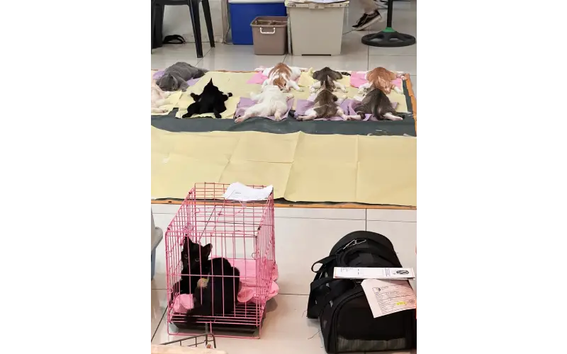 寝かされている猫たちの様子。舌が出て目が開いた状態なので、かなりショッキング。