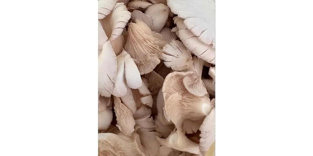 とれたての新鮮なキノコたち。