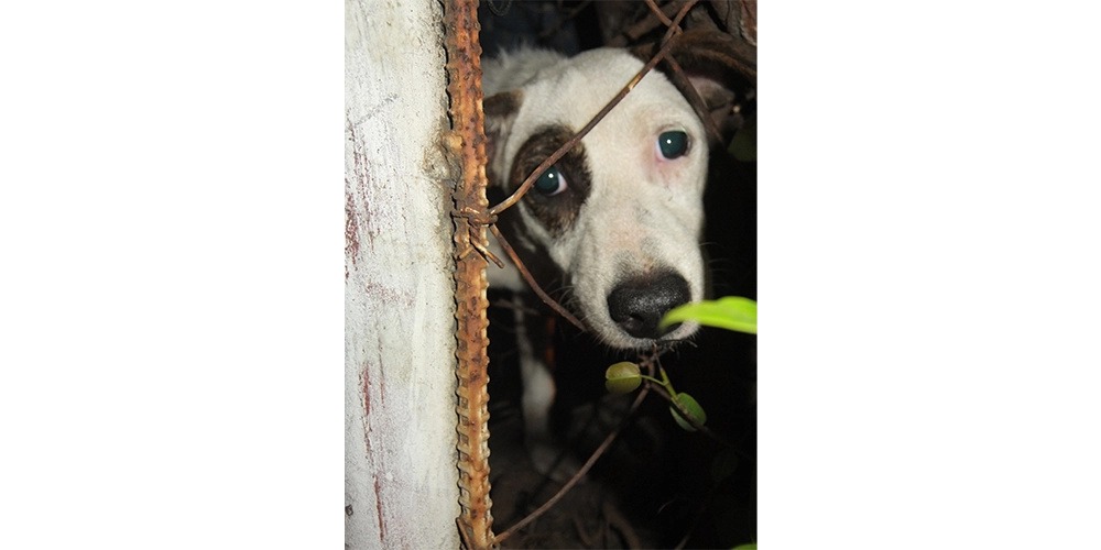 When rescuing a dog, I'd recommend taking photos or video as documentation. Some pet facilities ask you to proof that your dog is really from street and can give discounts.