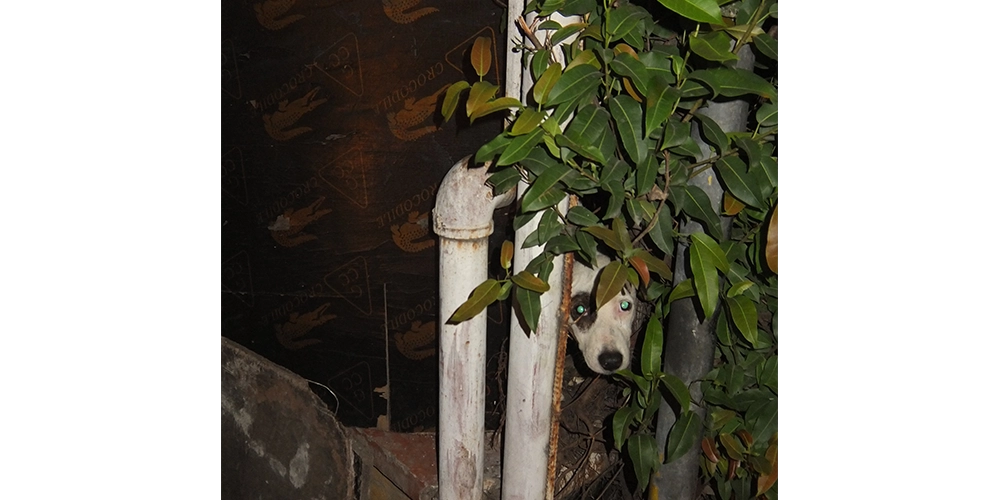 This was taken just before we got her out. By this point she'd stopped barking and was just waiting to be rescued. When rescuing a dog.