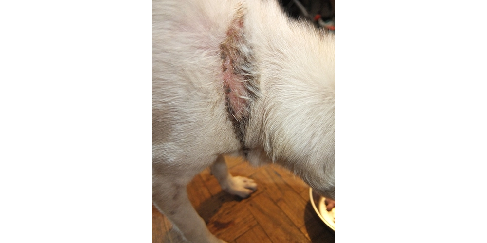 This was taken right after we got her home and washed her neck. Evidence of the short, rusted chain she'd been kept on.