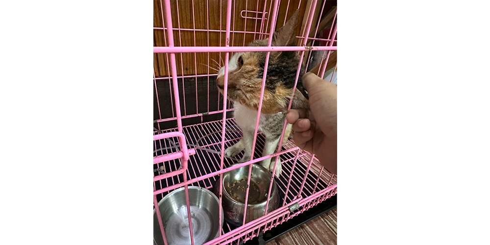 動物病院にて。ほんの少しなら触らせてくれた。