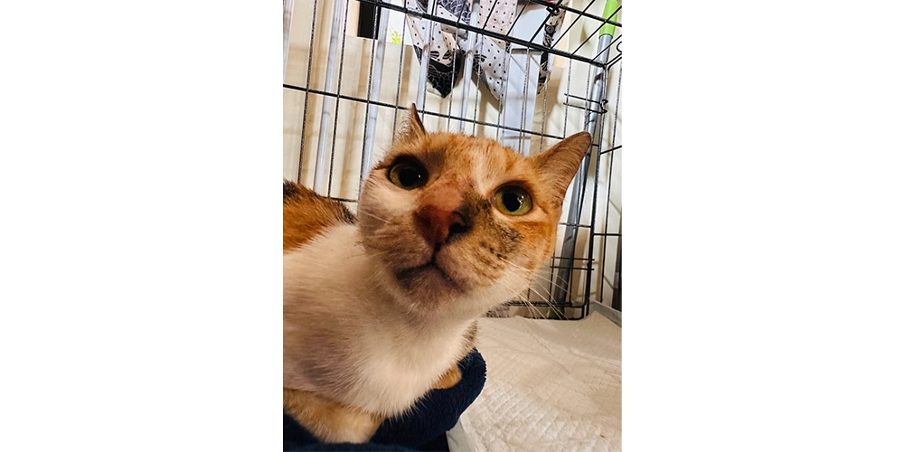 一番初めの保護猫・KatKat
