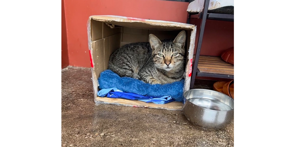 建設中の我が家に勝手に住んでいた猫。一度うちの犬たちを見て寄り付かなくなっていたんですが、KatKatを助けた時をきっかけにまた我が家に戻ってきました。