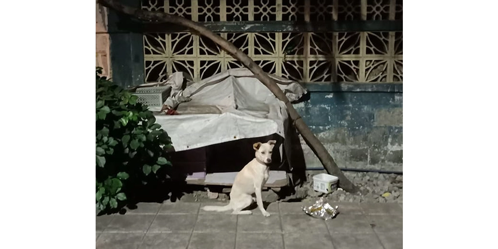 明らかに栄養失調の犬。台風の日も外に繋がれたままで心配をしました。犬の後ろに見える白いビニルは、犬小屋の屋根です。