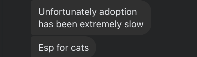 犬猫レスキューの主催者からの返信。「里親探しはむちゃくちゃ遅い。特に猫は大変なんだ」
