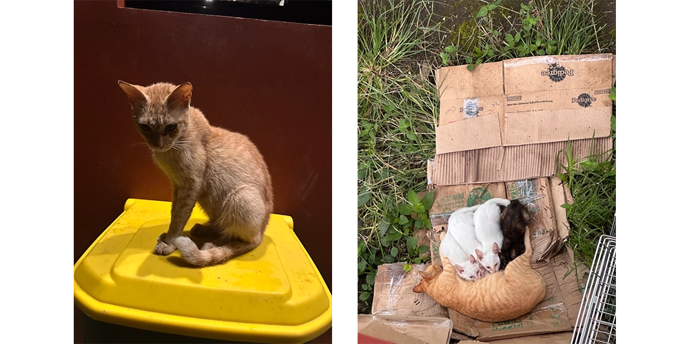 この母猫も助けを求めて我が家にやってきました。ガリガリに痩せて、子猫４匹を一生懸命育ててました。