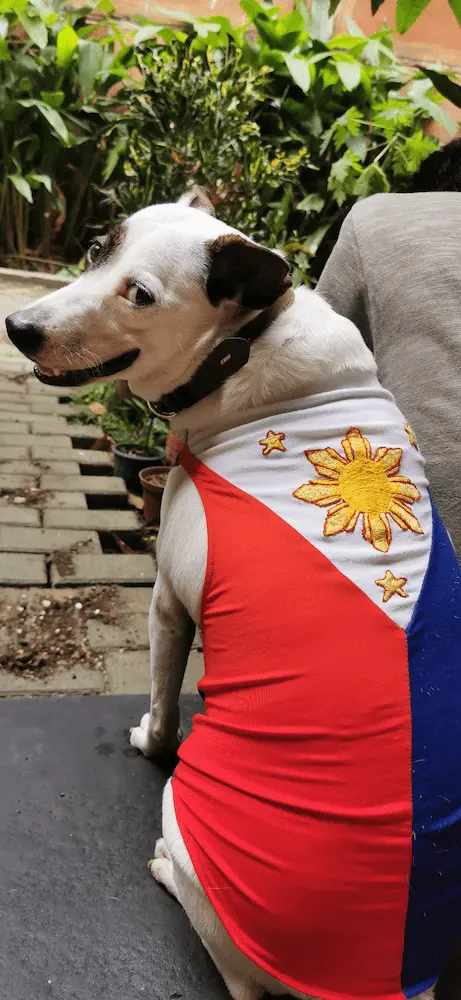 フィリピンの犬・アスピンのイスラ
